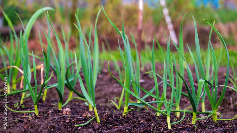 Garlic. Young garlic sprouts in the spring bed Garlic. Young garlic sprouts in the spring bed
