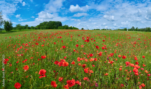 Meadow with beautiful bright red poppy flowers