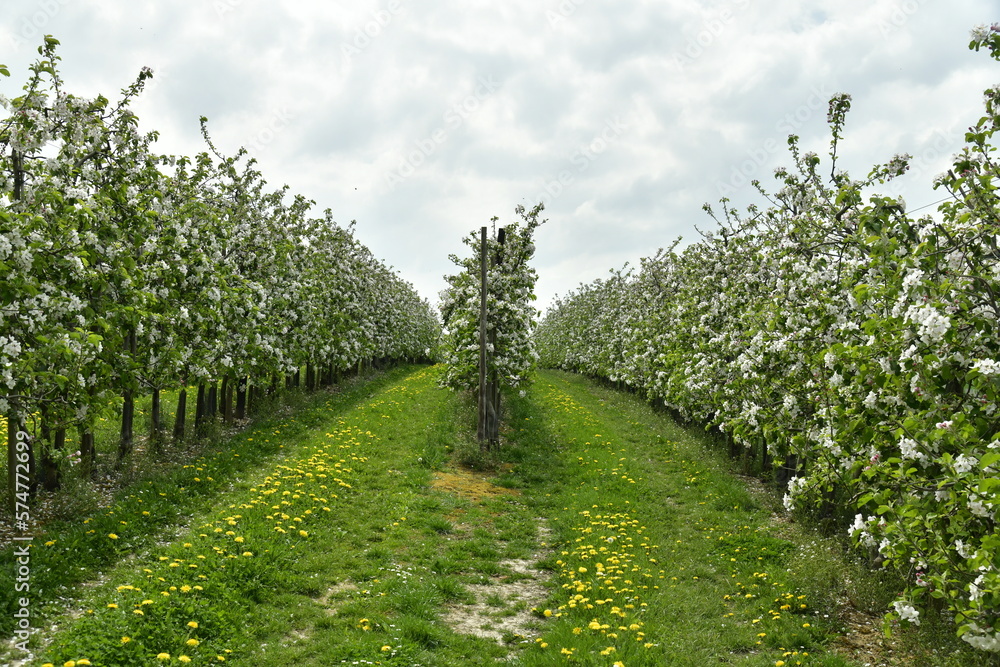 L'une des exploitations intensives de poiriers en fleur disposés en rangées dans les zones rurales de Berloz à l'ouest de Waremme 