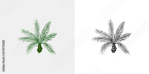 Coconut palm. Tropical trees exotic plants. Phoenix or Date varieties. Eastern landscape. Exotic nature. Linear Jungle. Hand drawn sketch in vintage style.