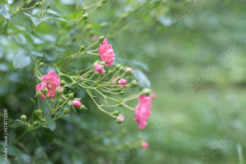 bush with rose flowers in the garden