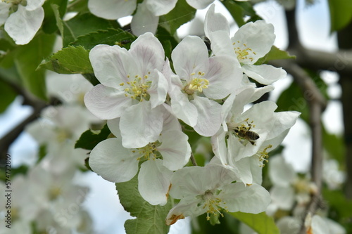 Fleurs de poiriers au début du printemps dans l'une des zones de cultures fruitières de Berloz à l'ouest de Waremme 