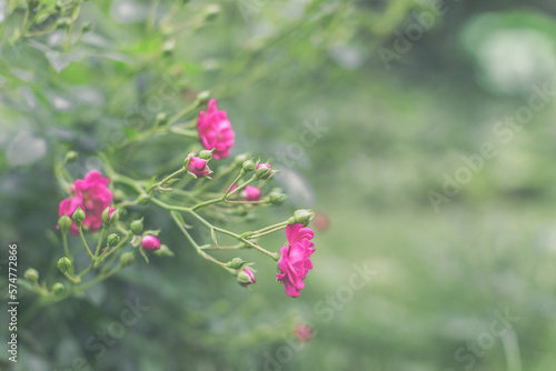 bush with rose flowers in the garden