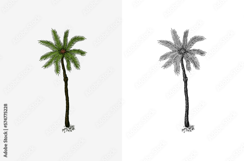 Obraz premium Coconut palm. Tropical trees exotic plants. Phoenix or Date varieties. Eastern landscape. Exotic nature. Linear Jungle. Hand drawn sketch in vintage style.