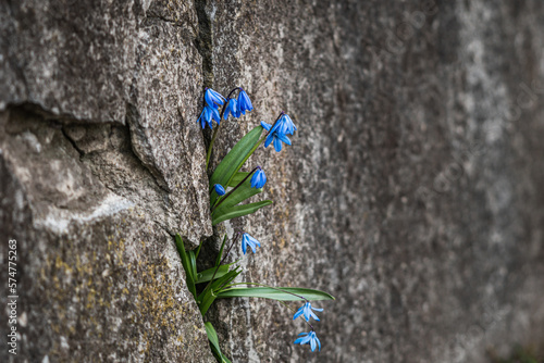 spring blue flowers growing from a cracked wall/ rock gap; resilience concept
