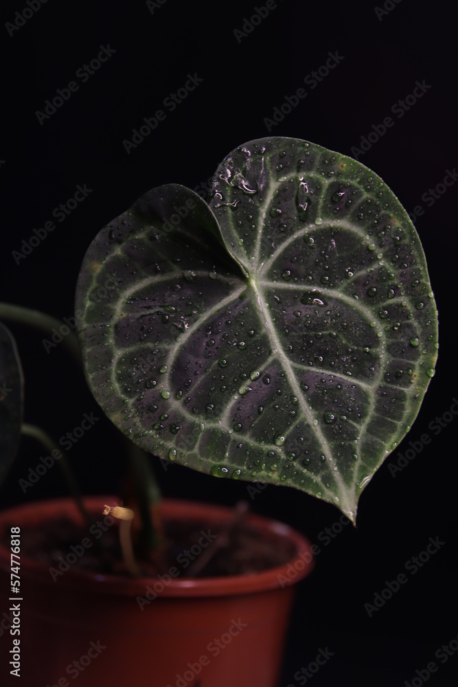 Obraz premium anthurium clarinervium