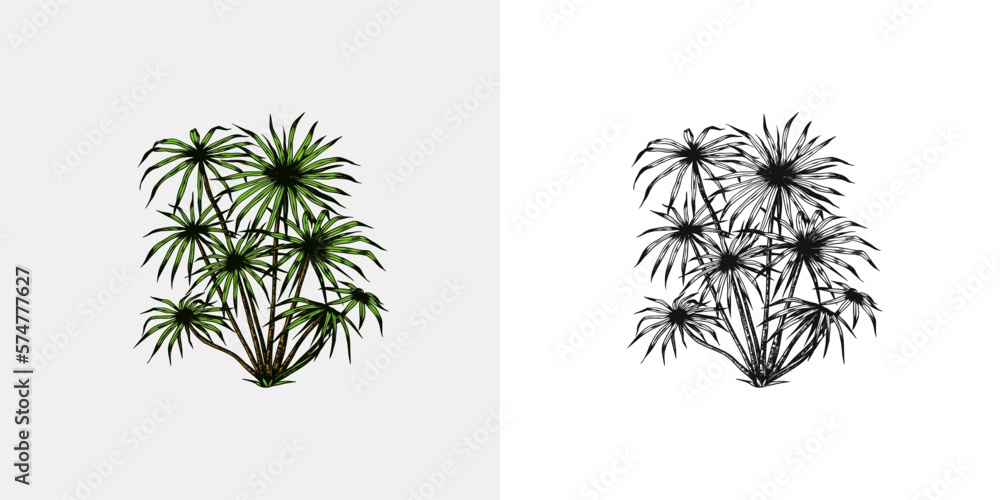  Phoenix or Date palm. Tropical trees exotic plants. Eastern landscape. Exotic nature. Linear Jungle. Hand drawn sketch in vintage style.