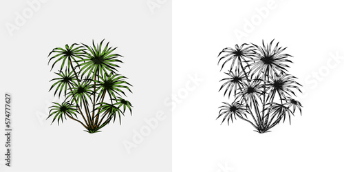 Wallpaper Mural  Phoenix or Date palm. Tropical trees exotic plants. Eastern landscape. Exotic nature. Linear Jungle. Hand drawn sketch in vintage style. Torontodigital.ca