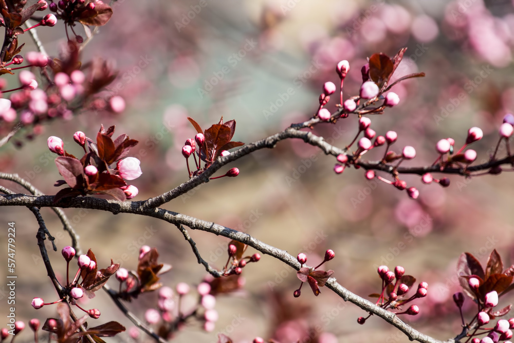 The fruits blossom in spring. The fruits blossom in spring.
