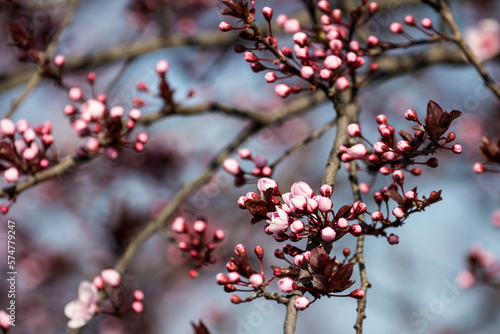 The fruits blossom in spring.