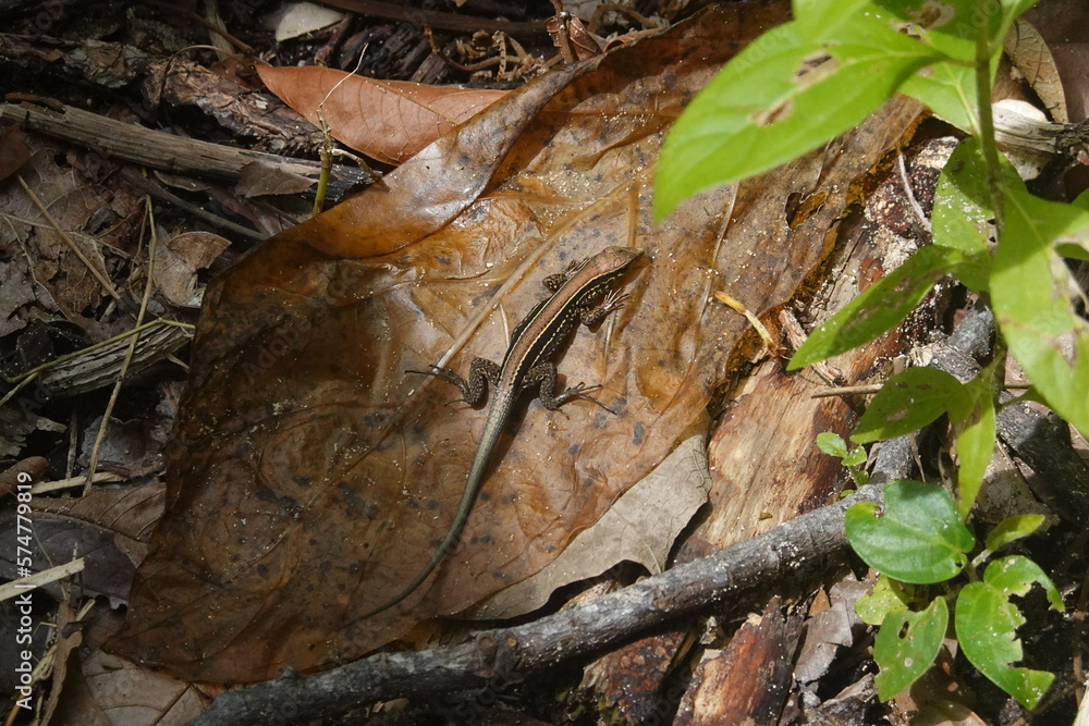 Costa Rica - Cahuita National Park - Salamander Costa Rica - Cahuita National Park - Salamander