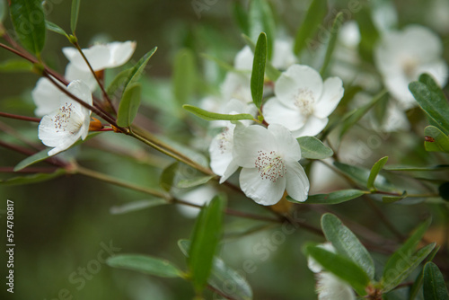 endemic to Tasmania - Leatherwood flower (Eucryphia lucida) Flowering in summer. Tasmanian Wilderness
