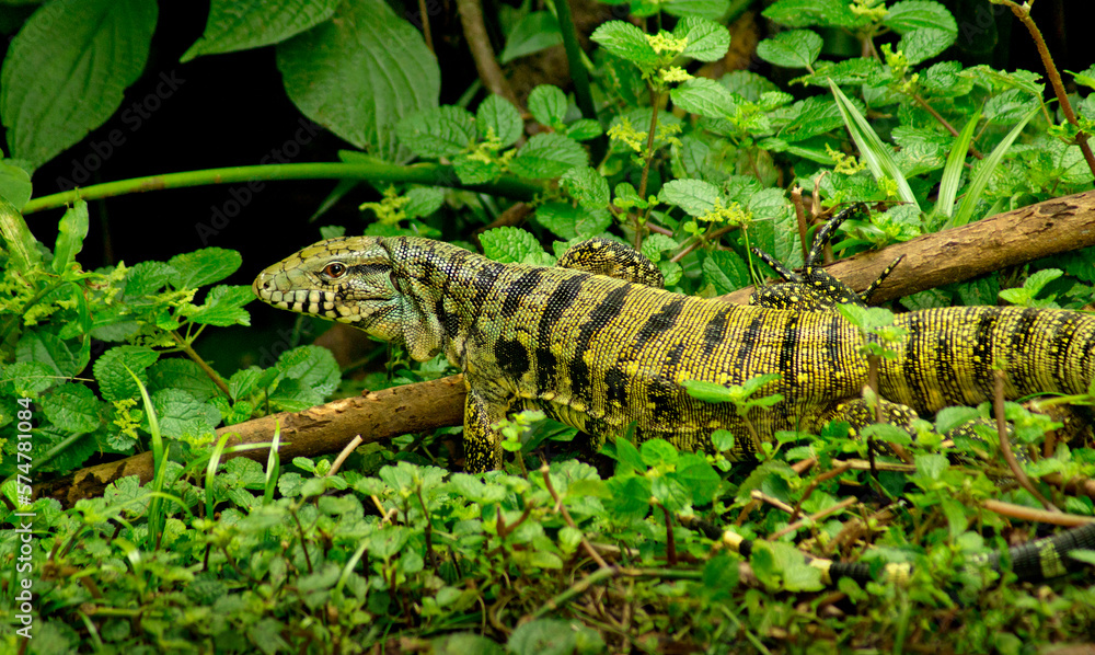 Teiu lizard in atlantic forest Teiu lizard in atlantic forest