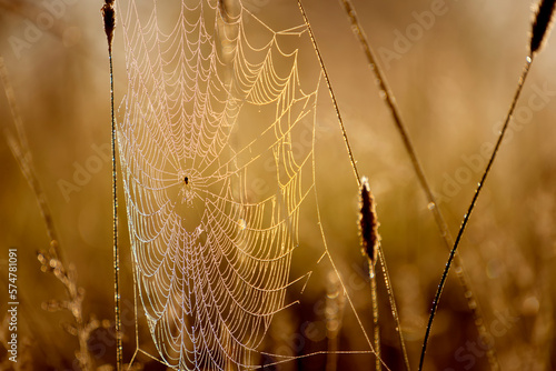 cobweb in a meadow in ball sunlight. Selective focus.