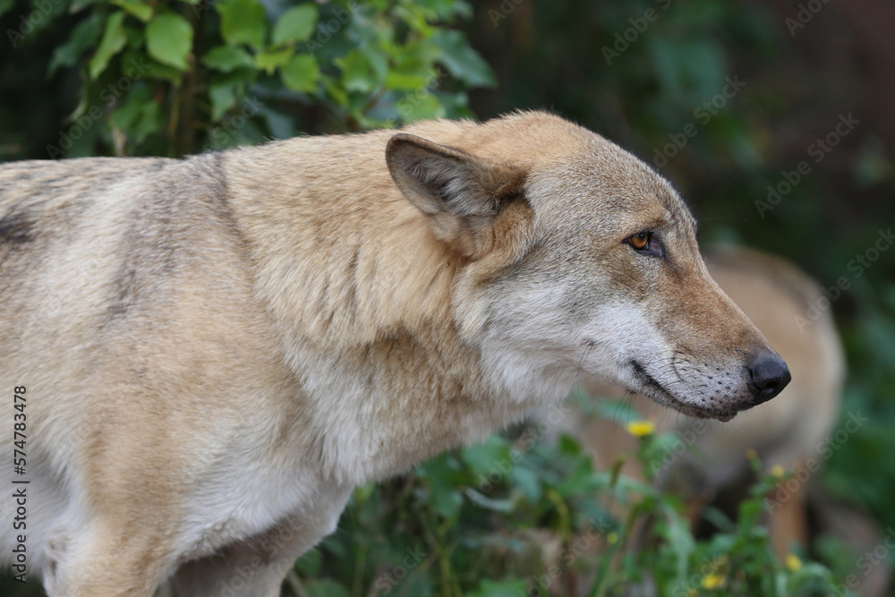 Gray Wolf (Canis lupus) Portrait - captive animal. Wolf at the zoo in the summer. Gray Wolf (Canis lupus) Portrait - captive animal. Wolf at the zoo in the summer.