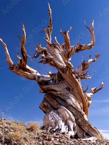 Bristlecone Pine in California's White Mountains.