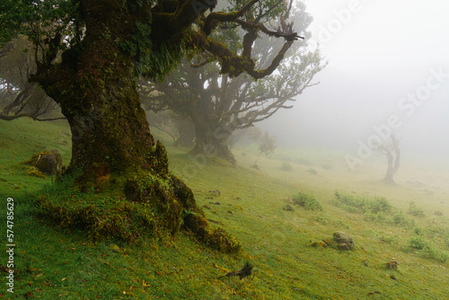 Madera Wawrzynowy Las Fanal 5