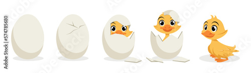 Vector illustration of cute and beautiful ducklings on a white background. Cute duckling hatching characters: whole egg, crack on the egg, duckling hatched in cartoon style.