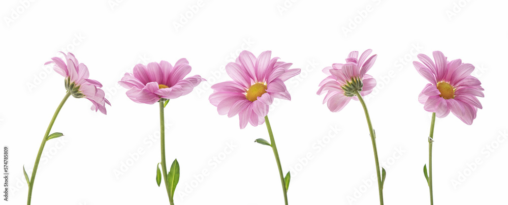 pink daisies on a white isolated background