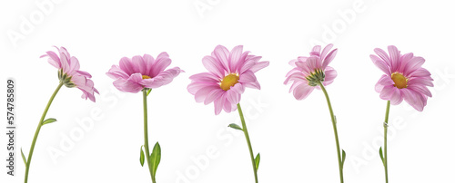 Fototapeta Naklejka Na Ścianę i Meble -  pink daisies on a white isolated background