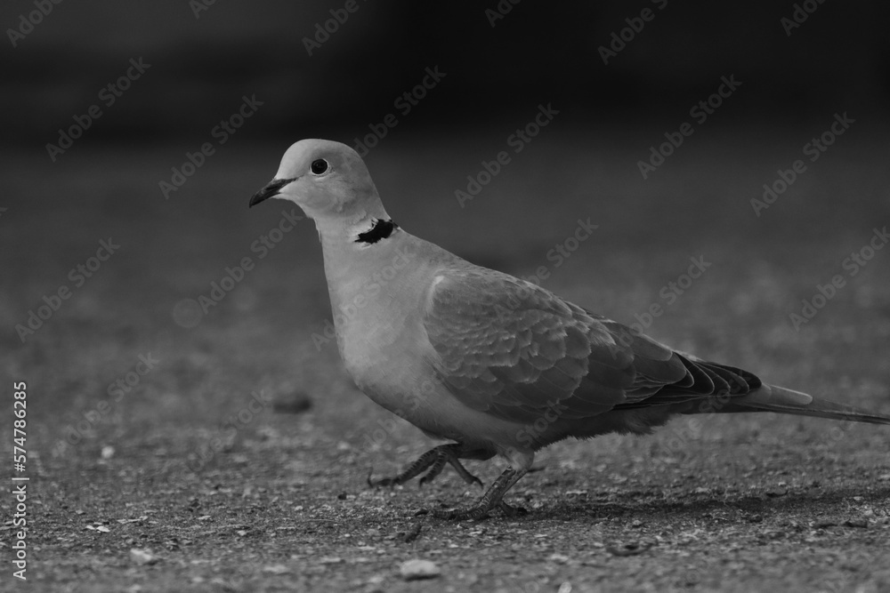 Obraz premium dove on the ground