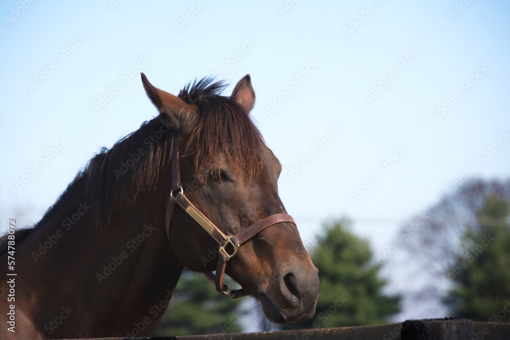 portrait of a horse