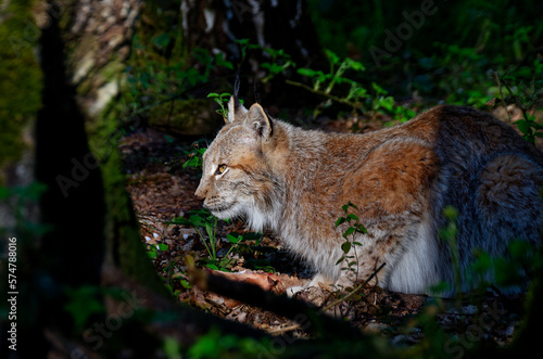 A beautiful view of a Eurasian lynx cat lying in wait with dark forest background © Thomas