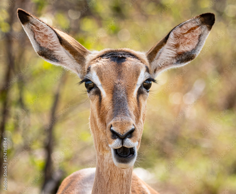 Female Impala (Aepyceros Melampus) portrait in Kruger National Park, South Africa Female Impala (Aepyceros Melampus) portrait in Kruger National Park, South Africa