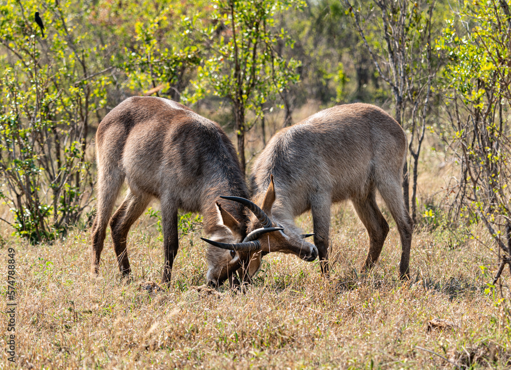 Two young Waterbucks (Kobus Ellipsiprymnus) fighting. Kruger National Park, South Africa Two young Waterbucks (Kobus Ellipsiprymnus) fighting. Kruger National Park, South Africa