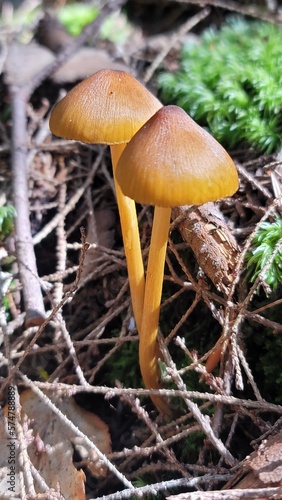 Wild Natural Mushrooms From New England Forests Found Foraging