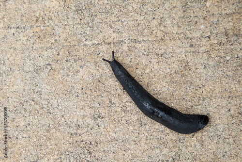 A large black slug crawling slithering on a cement sidewalk