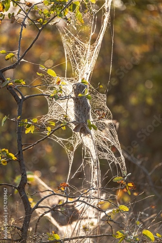 African Social Spider nest (Stegodyphus Dumicola) in the morning sun at Kruger National Park, South Africa photo