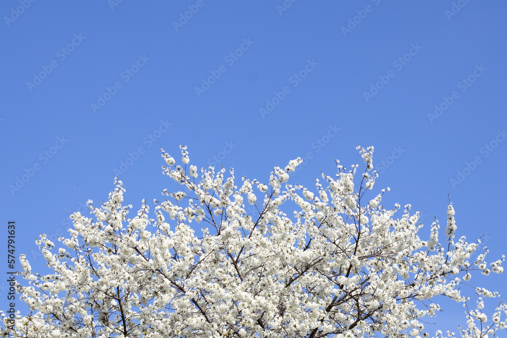 White cherry flowers on a branch against a blue sky. Copyspace. Selective focus. White cherry flowers on a branch against a blue sky. Copyspace. Selective focus.