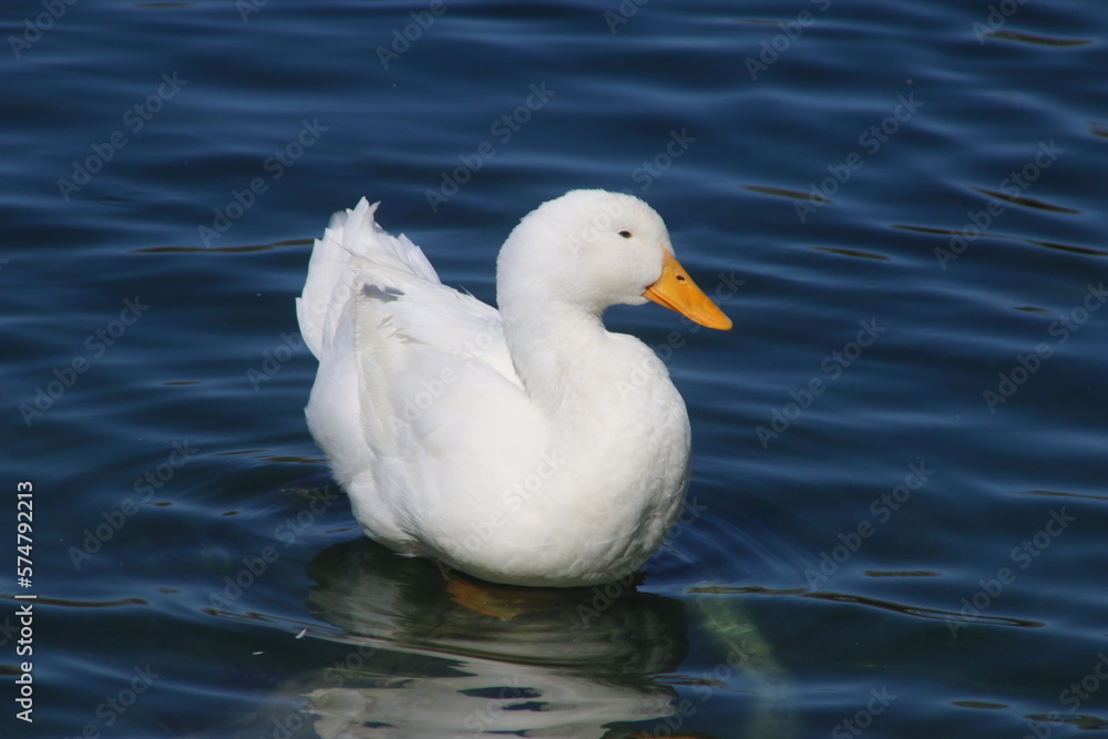 white headed gull