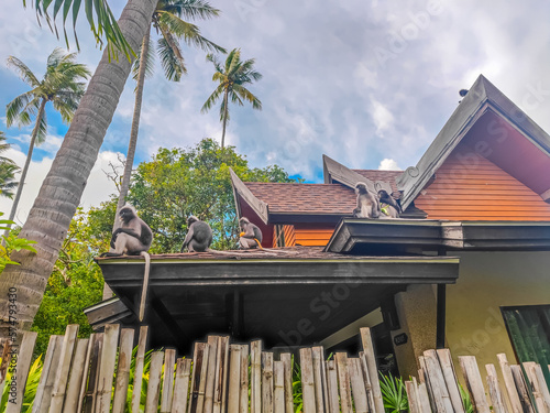 Εκτύπωση καμβά The dusky leaf monkeys or spectacled langurs sitting on the roof with a newborn
