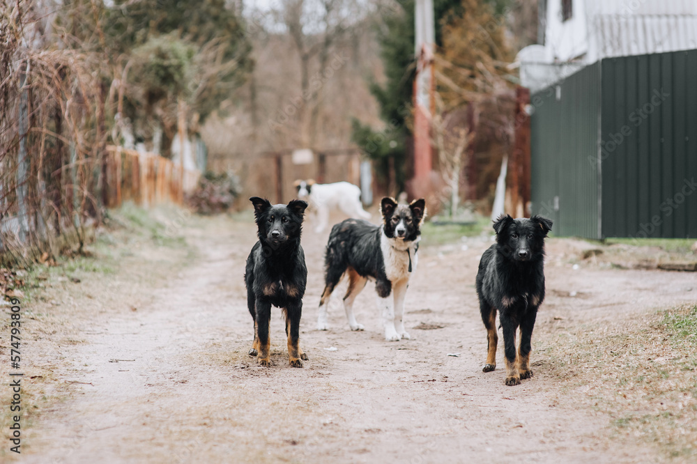 A large family, a pack of hungry, shy, curious dogs are walking outdoors in nature in the countryside. Animal photography. A large family, a pack of hungry, shy, curious dogs are walking outdoors in nature in the countryside. Animal photography.
