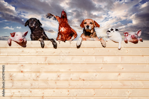 Ferkel, Hunde, ein Huhn und ein Kaninchen schauen über eine Bretterwand.