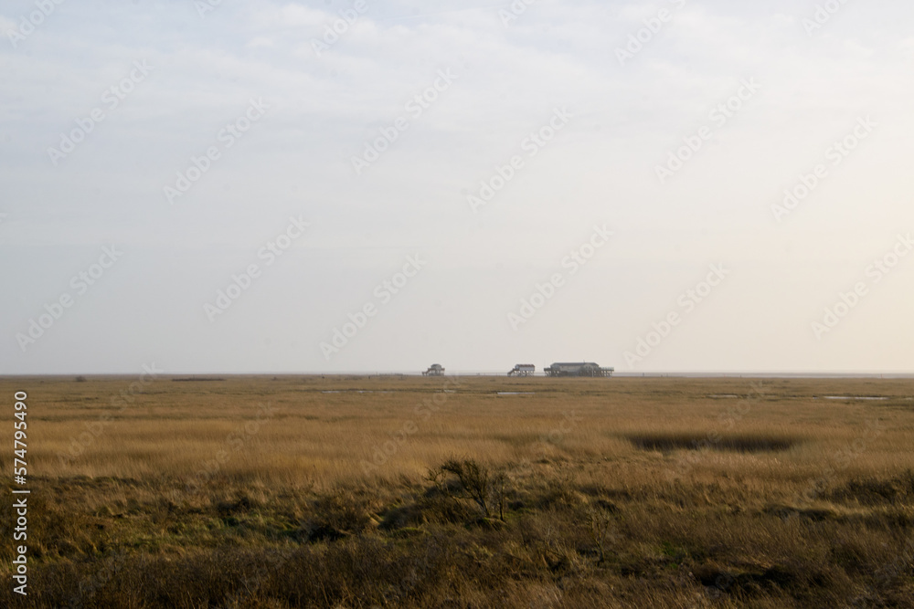 Die Salzwiesen von St. Peter-Ording sind ein natürlicher Übergang von Land und Meer. Sie sind sind ein streng geschützter Lebensraum für ca. 50 Vogelarten und fast 2000 Insekten- und Käferarten. Die Salzwiesen von St. Peter-Ording sind ein natürlicher Übergang von Land und Meer. Sie sind sind ein streng geschützter Lebensraum für ca. 50 Vogelarten und fast 2000 Insekten- und Käferarten.