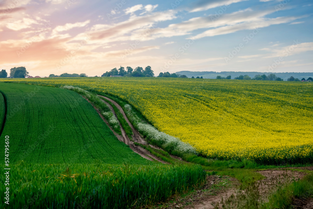 rapeseed and wheat fields and cloudy blue sky in South Yorkshire. Amazing English landscape rapeseed and wheat fields and cloudy blue sky in South Yorkshire. Amazing English landscape