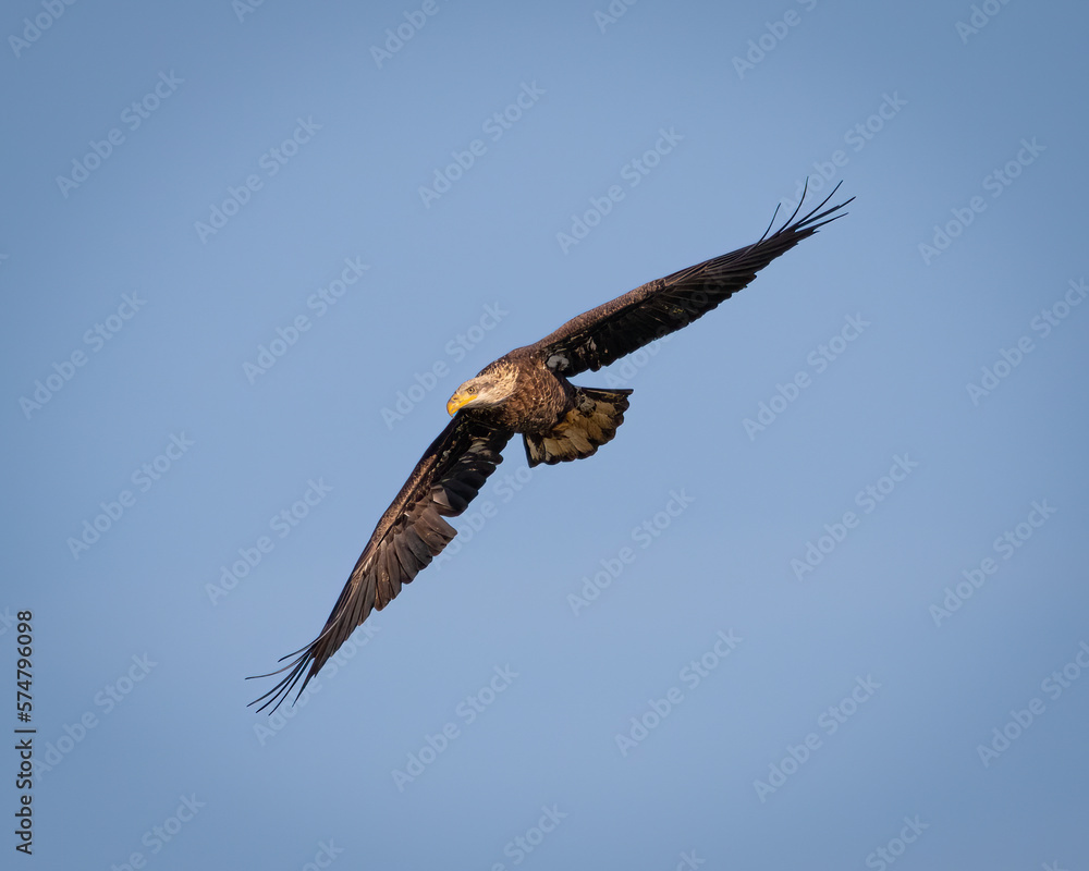 Obraz premium Birds - Bald Eagle, Conowingo Dam, Maryland
