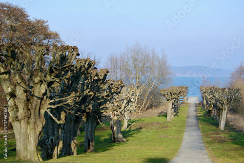 Footpath in an alley with linden trees down towards a jetty in Lake Mälaren in Sweden in the spring. photo