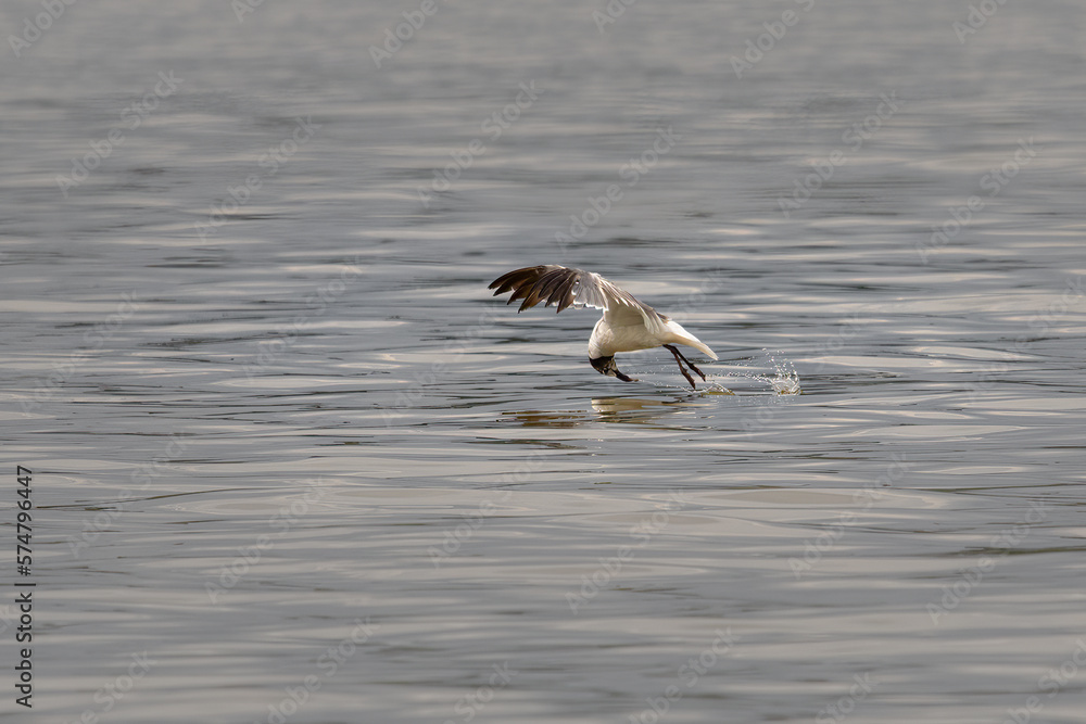 Birds - Sea Gull, Fort Washington, Potomac River, Maryland Birds - Sea Gull, Fort Washington, Potomac River, Maryland