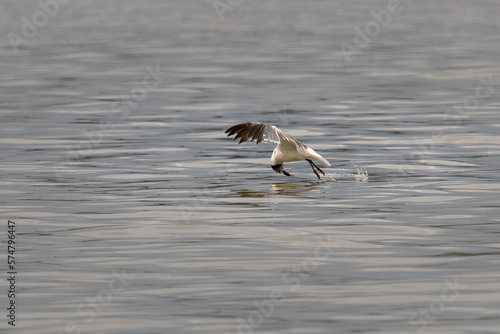 Birds - Sea Gull, Fort Washington, Potomac River, Maryland