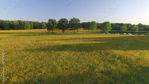 Yellow spring wild flowers in field with blue sky 