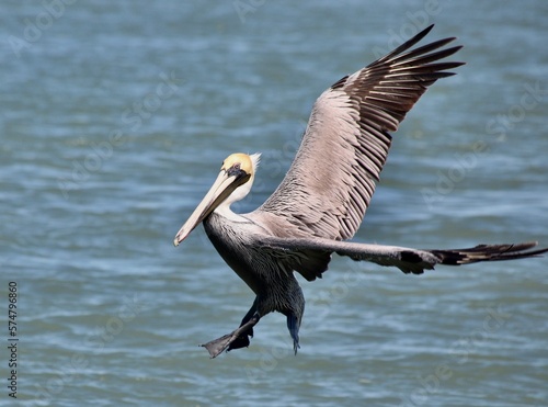 Pelican Landing © Dana