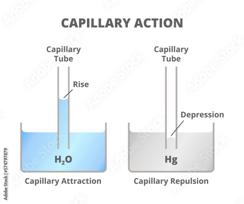 Scientific illustration of capillarity action or capillarity isolated on white. Vessel and test tubes with water and mercury. Cohesion and adhesion forces. Capillary rise and depression of liquid.