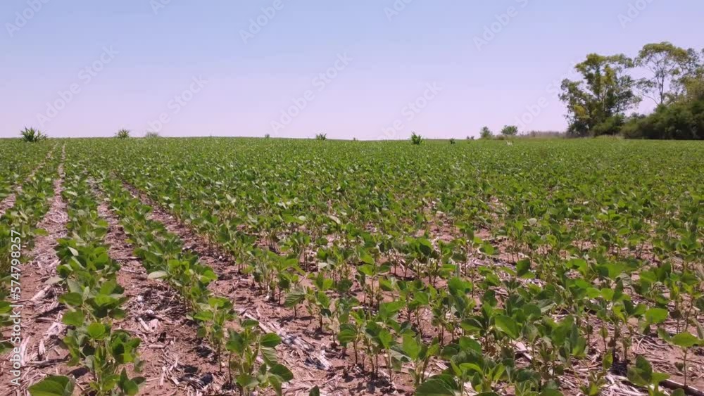 Vista cercana de un campo sembrado con soja (soya) en Argentina Vista cercana de un campo sembrado con soja (soya) en Argentina