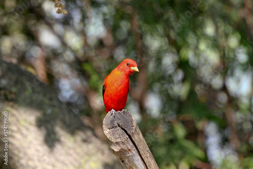Male Scarlet Tenager © Larry
