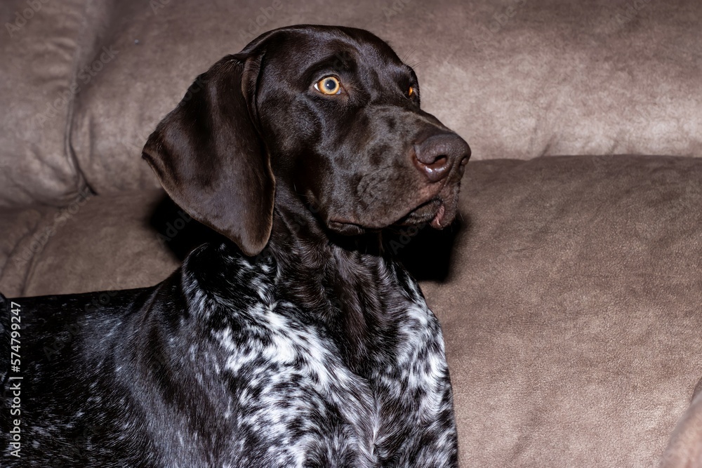 portrait of female dog of German braco breed, brown and white in house portrait of female dog of German braco breed, brown and white in house