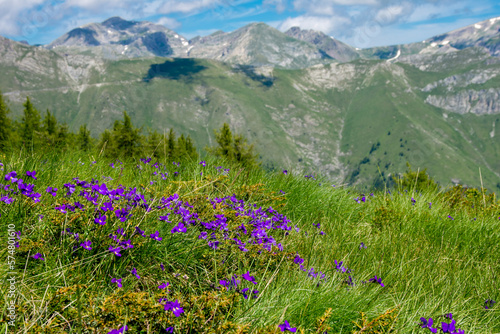 meadow with flowers